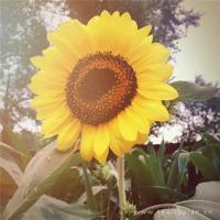 佛曰：“什么是人生？”