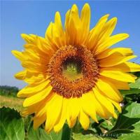 小清新意境文字图片_绿色系唯美图片