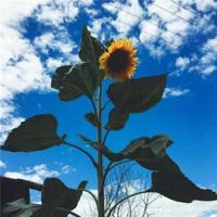 生活中，总有一刻你会被一束阳光温暖