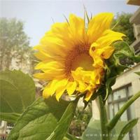 没有男女朋友的好处