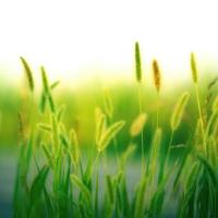 不是熬夜陪你熬，因为我知道明天你还在。