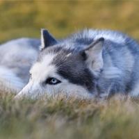 来自深渊的呼唤