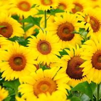 唯美伤感意境文字图片_痛到心碎的文字