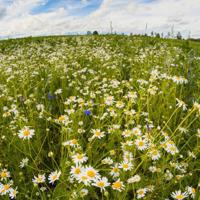 梦里梦见的人，醒来就去找他，生活就这么简单