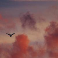 真正的陪伴，经得起坎坷，敌得过平淡。