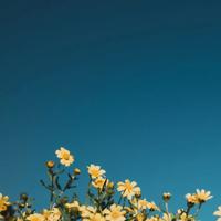 凤凰树下与你相逢