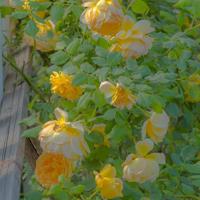 此岸与彼岸,只隔着一座春天