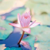 优美句子摘抄:你给予我的爱,是一场无声的告白