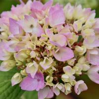 纵使相逢不相识