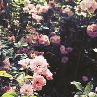 校园里的小幽默与恶作剧