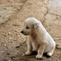 新田祭鬼之槐树吃人