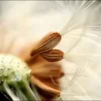 顾殇:喜欢？（仙女句子）