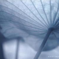 有关亦舒语录希望大家喜欢