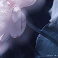 爱情中经典的短句子大全，爱情短句