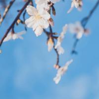 清明节祝福语微信清明小长假微信问候语大全