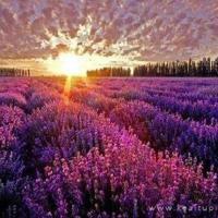 假如生命有了期限