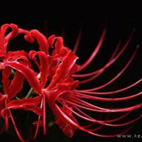 孤独说说大全伤感心情短语:一直都是你自己在走,走的也挺好的啊