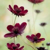 玫瑰花唯美图片_有关于玫瑰花的意境美