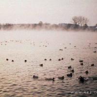 白鹤灵芝能散文