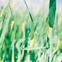 党的第一次代表大会(外一首)