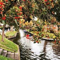 恶毒之花之彼岸花