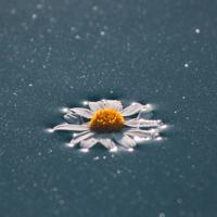 我爱你愿做你的女人却不是妻子