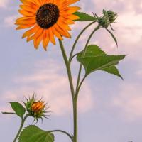 当认真遇上游戏