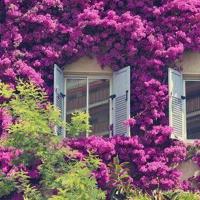 张小娴甜美经典语录 喜歡一個人,是不會有痛苦的