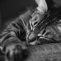 100句张小娴经典爱情语录