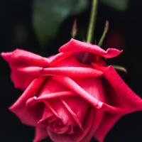 追风筝的人好句好段落摘抄