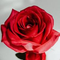 好太太，动口不动手