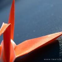 与青葱有关的爱恋