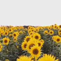 你只是我人生过客的情感语录说说:我们再也回不到从前了