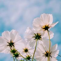 关于四季的写景抒情散文