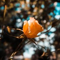 因为懂得 所以慈悲