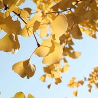 励志人生:幸福就是忠实于自己的内心