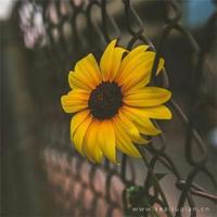 所有校园男生都爱做的白日梦