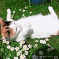 电影狂暴凶狮经典台词大全