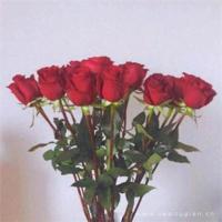 因为爱，所以逐花而居