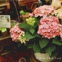 花儿忧伤,真是无奈