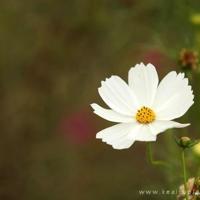 用执著诠释爱的真谛