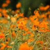 “女儿，你老公太挑食了”，“那怎么办？要我离婚换一个