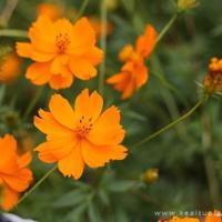 繁华落尽,永如初见经典散文