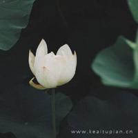 笑对人生，风雨兼程