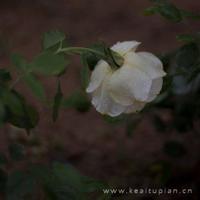 站在岁月的彼岸，回眸点点浪花