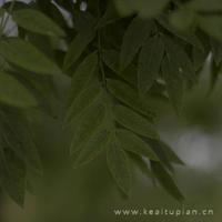 落花有意，流水情浅