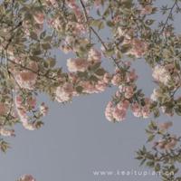 亲爱的卡西莫多姑娘