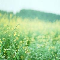 你永远不能离开我