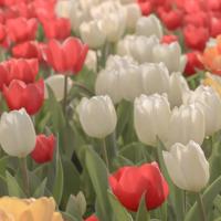 蝴蝶和蒲公英的情