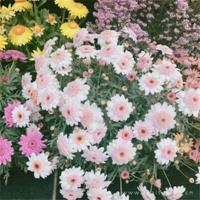 祭奠,那无法启齿的告白